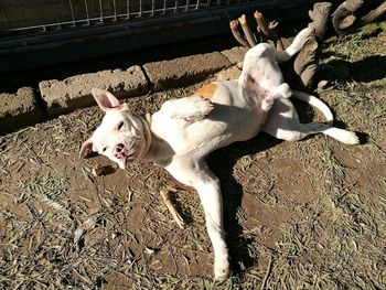 High angle view of dog