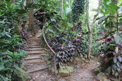 Footpath amidst trees in forest