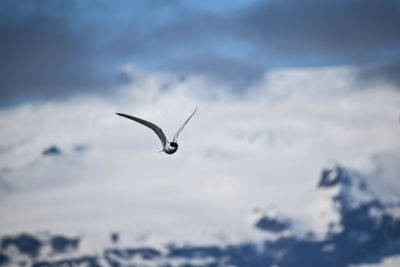 Close-up of bird flying against sky