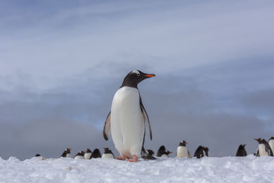 View of birds on snow covered landscape