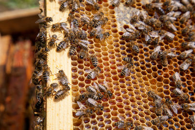 Close-up of bee on field