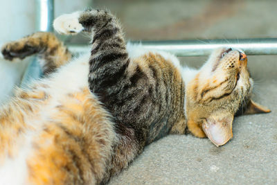 Close-up of cat sleeping