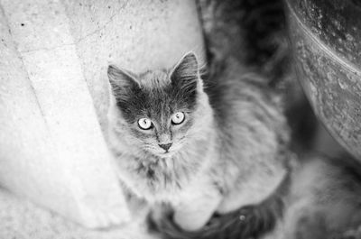 High angle portrait of cat relaxing at home