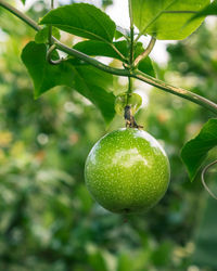 Close-up of fruits hanging on tree