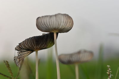 Close-up of mushroom growing on field