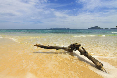 Driftwood on beach