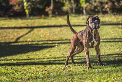 Dog standing in field