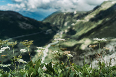 Scenic view of flowering plants on field against mountains