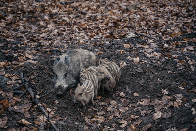 High angle view of wild boars on field