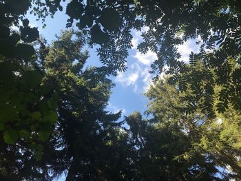 Low angle view of trees against sky