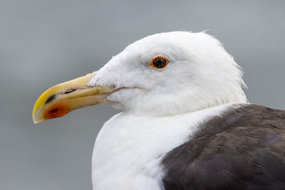 Close-up of seagull