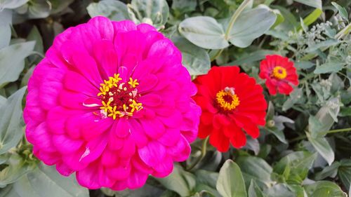 Close-up of pink flower
