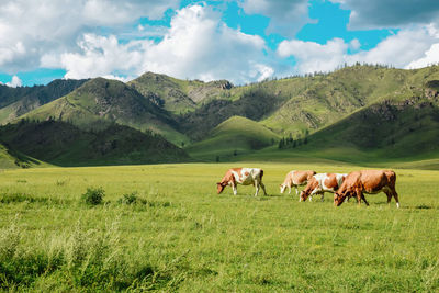 Panorama of grazing cows in mountains in meadows, beautiful landscape of pasture