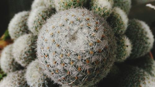 Close-up of cactus