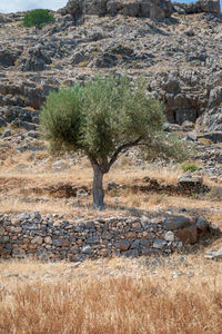 View of an animal on rock