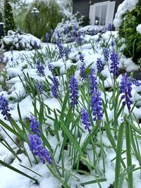 Close-up of purple flowering plants in yard