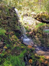 View of stream flowing through rocks in forest