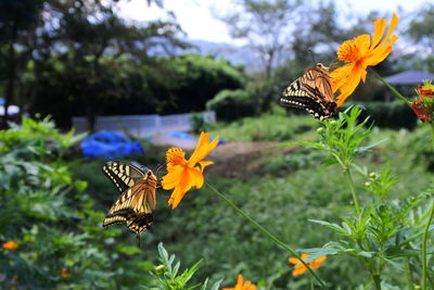 Close-up of butterfly pollinating on flower