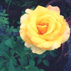 Close-up of yellow rose