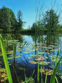 Close-up of plants by lake against clear sky