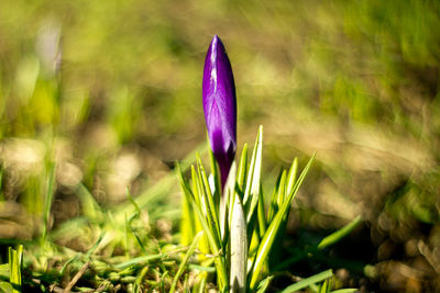 Close-up of purple flower bud