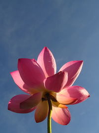Close-up of pink lotus water lily against blue sky
