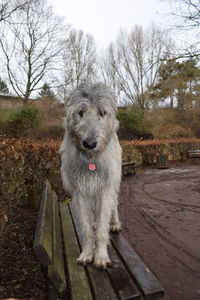 Close-up of dog on tree against sky