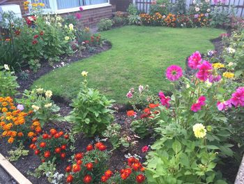 Colorful flowers in garden
