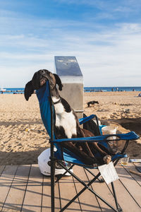 Dog sitting on the beach