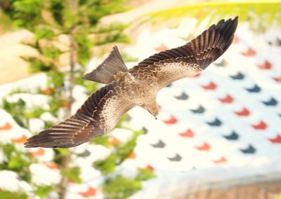 High angle view of bird flying outdoors