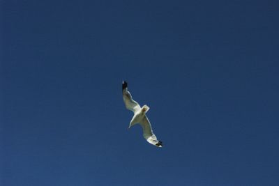 Low angle view of birds in flight