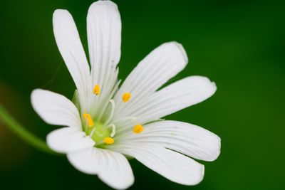 Close-up of white flower against blurred background