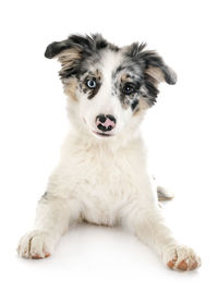 Portrait of dog sitting against white background