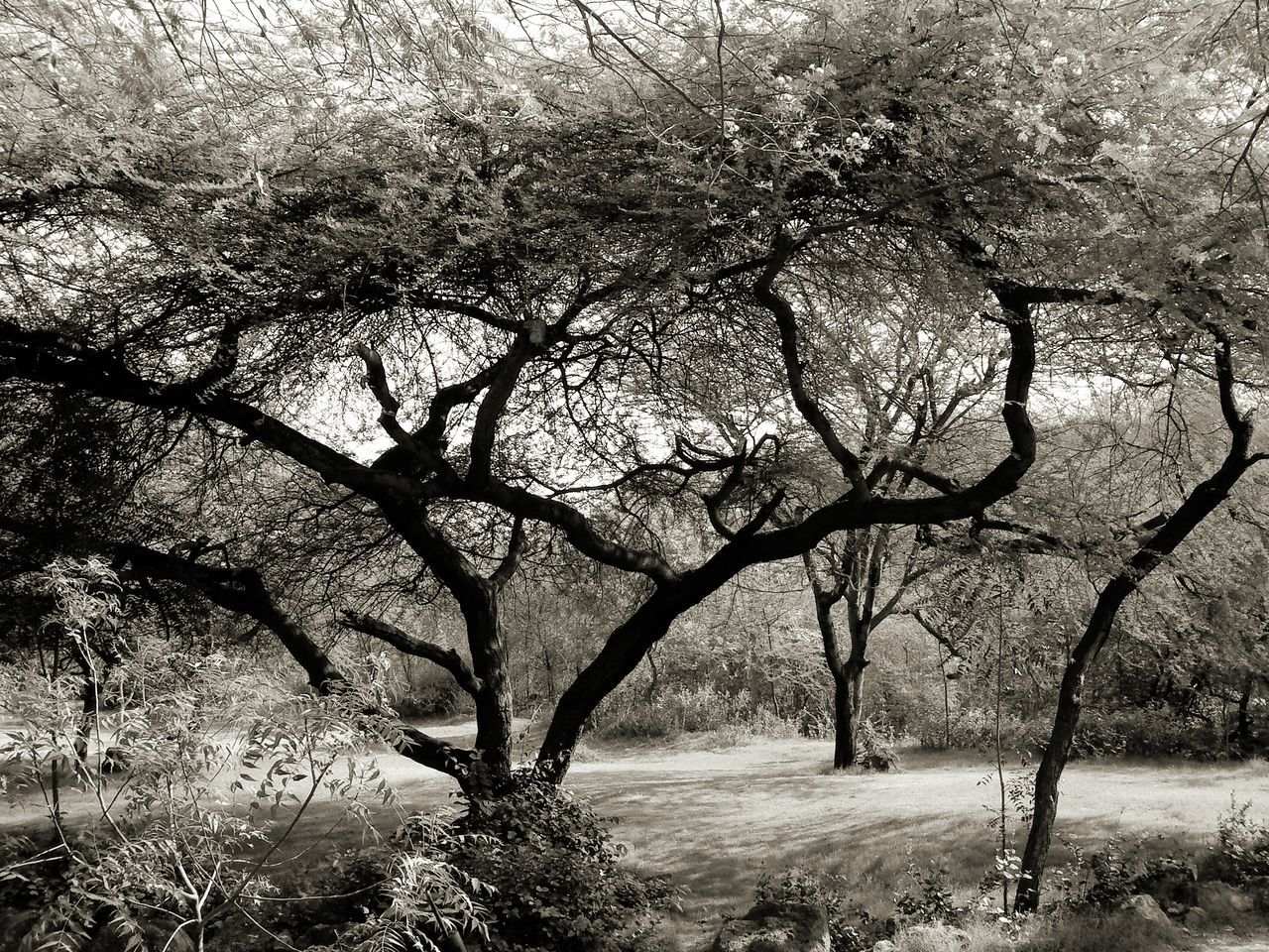 TREES ON FIELD