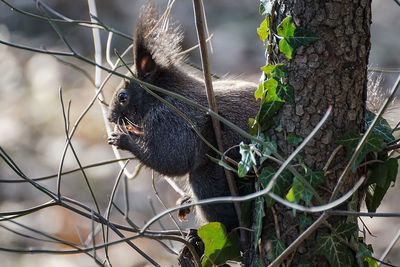 Close-up of a squirrel eating the best delicacy, a nut, in the summer sunset light.