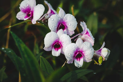 Close-up of pink flowers blooming outdoors