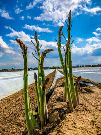 Plants growing on beach against sky