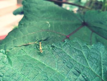 Close-up of insect on leaf