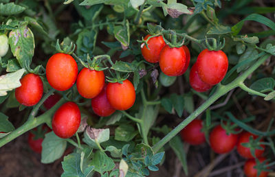 Close-up of cherries