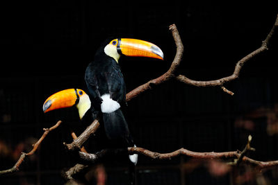 Close-up of bird perching on branch