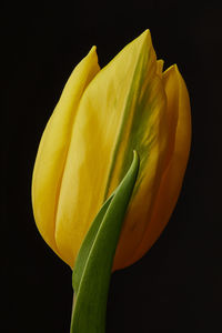 Close-up of yellow flower against black background