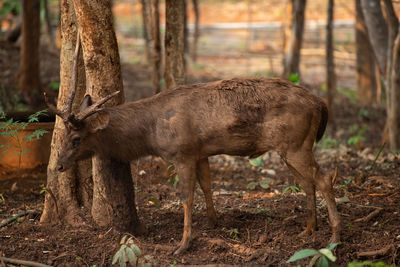 Deer in a forest