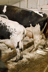 Cows standing at cattle farm