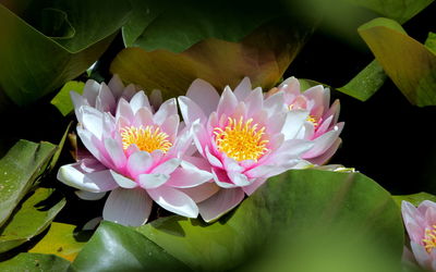 Close-up of lotus water lily in pond