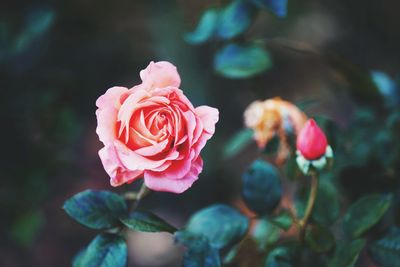 Close-up of pink rose