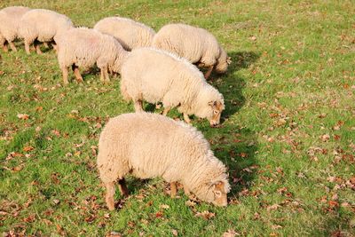 Close-up of sheep grazing in pasture