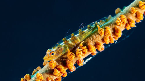 Close-up of fish swimming undersea