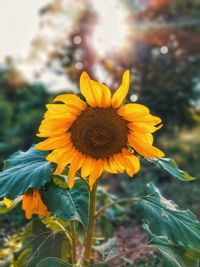 Close-up of sunflower on field