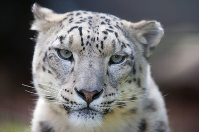 Close-up portrait of a cat