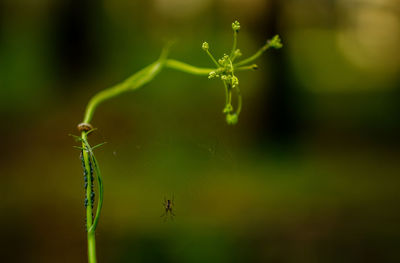 Close-up of insect on plant